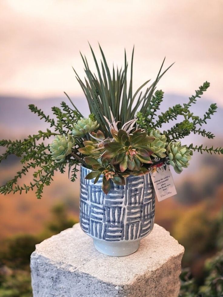 Blue and white pot with an array of succulents